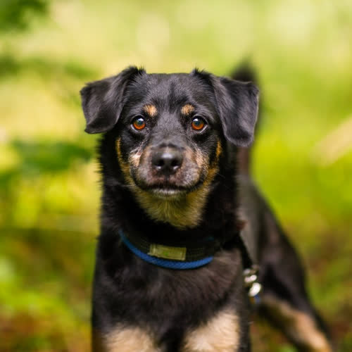 Psy ze schroniska do adopcji Roki