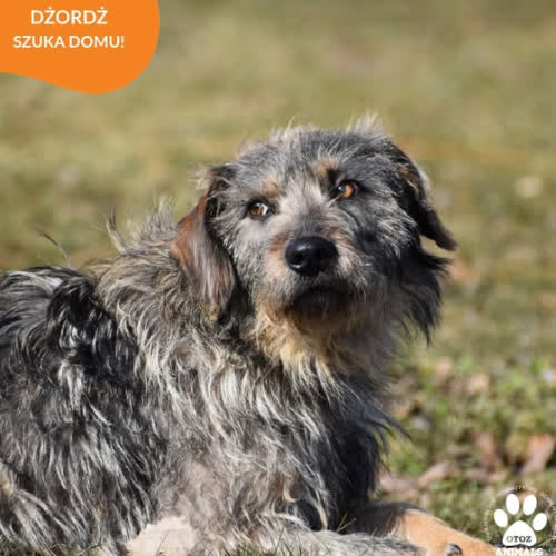 Psy ze schroniska do adopcji DŻORDŻ