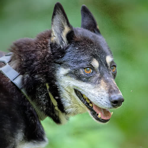 Psy ze schroniska do adopcji Dyzma