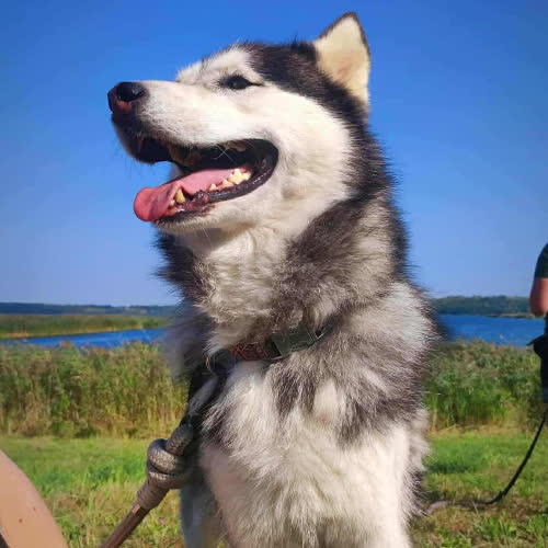 Psy ze schroniska do adopcji Aria
