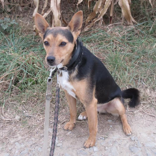 Psy ze schroniska do adopcji Trotyl