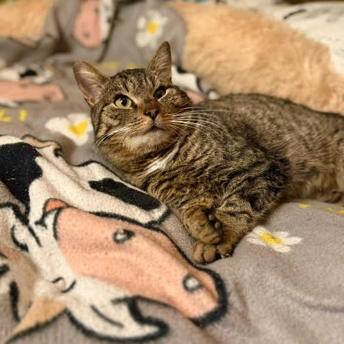 Koty ze schroniska do adopcji Fistaszek