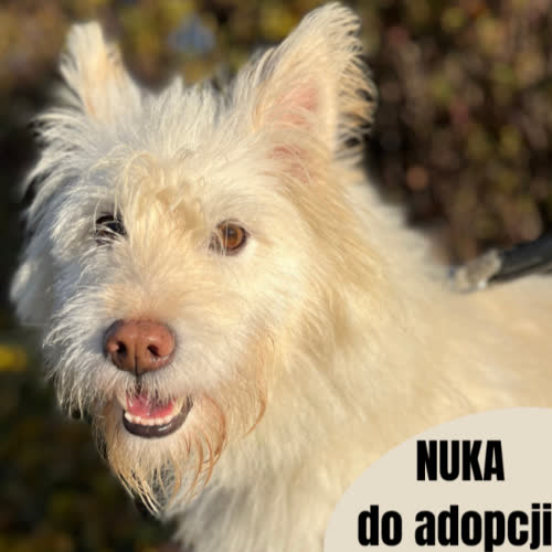 Nuka