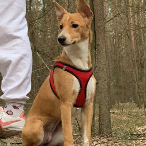 Psy ze schroniska do adopcji Dzidzia