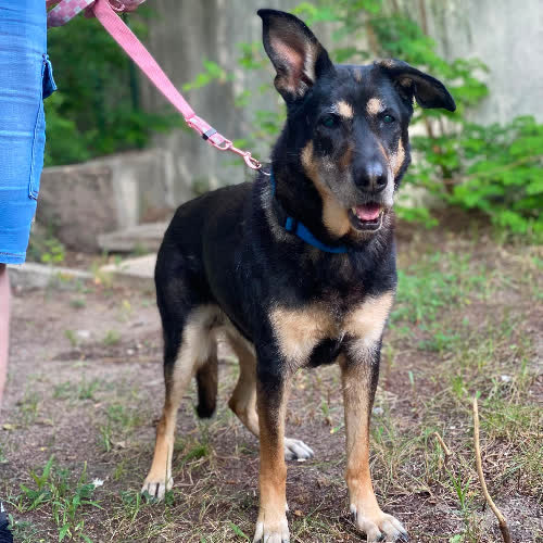 Psy ze schroniska do adopcji Pika