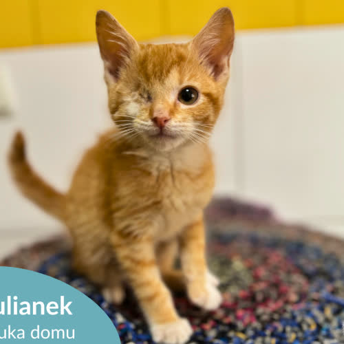 Koty ze schroniska do adopcji Julianek