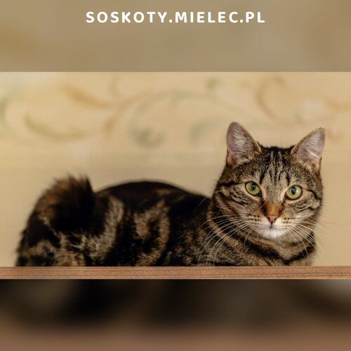 Koty ze schroniska do adopcji Tosia