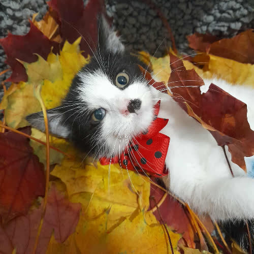 Koty ze schroniska do adopcji Frida