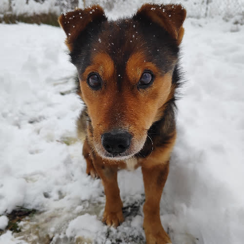 Psy ze schroniska do adopcji Fart