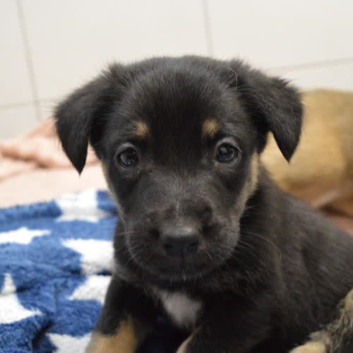 Psy ze schroniska do adopcji Zami 