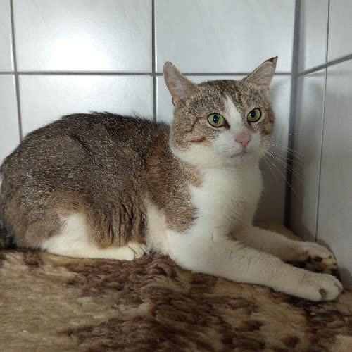 Koty ze schroniska do adopcji Karol