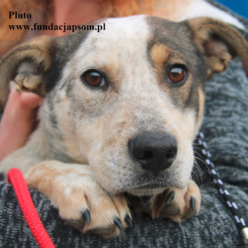 Psy ze schroniska do adopcji Pluto
