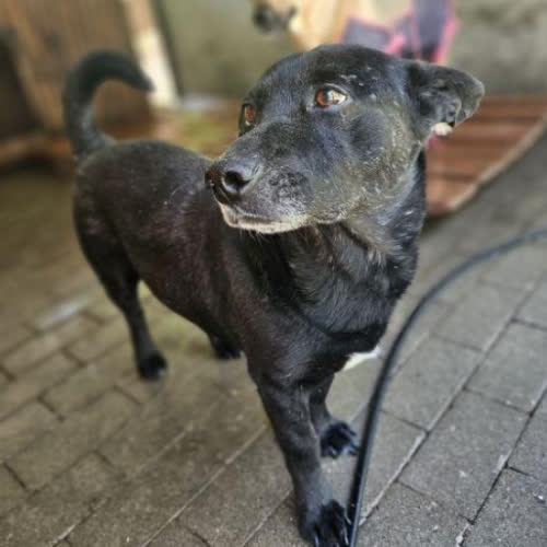 Psy ze schroniska do adopcji Plastuś