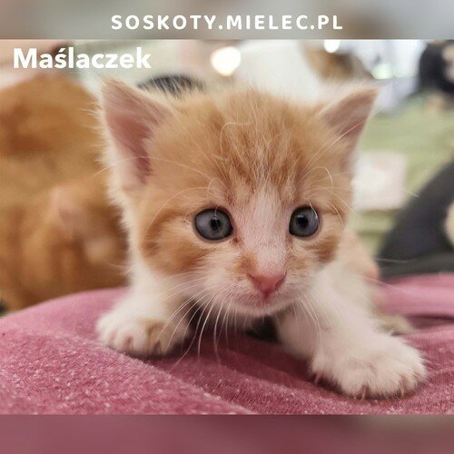 Maślaczek