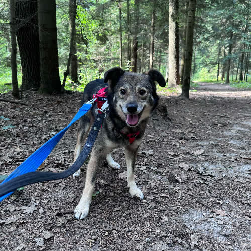 Psy ze schroniska do adopcji Piotrek