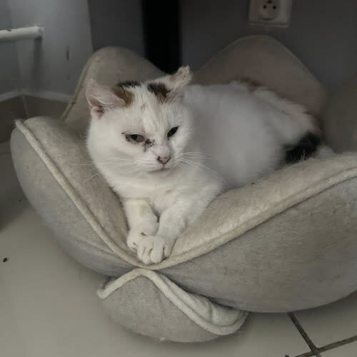 Koty ze schroniska do adopcji PRECELINA