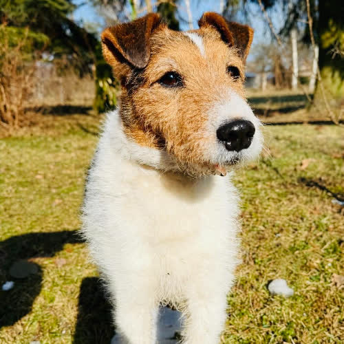 Psy ze schroniska do adopcji Karo