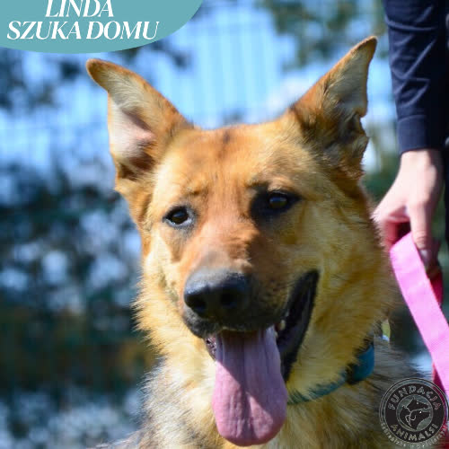Psy ze schroniska do adopcji LINDA