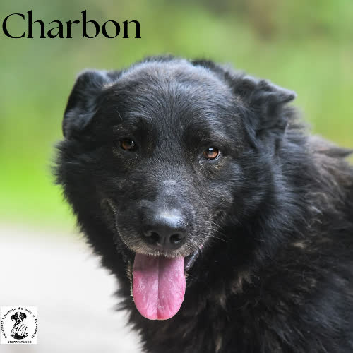 Charbon