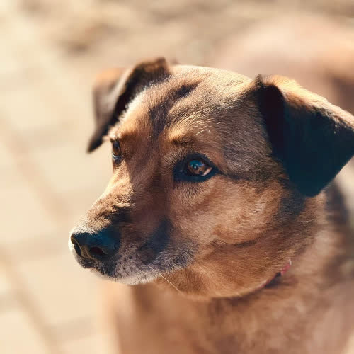 Psy ze schroniska do adopcji Rudy