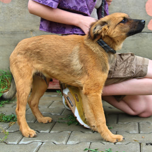 Psy ze schroniska do adopcji Rabik