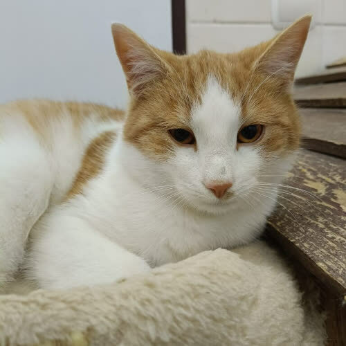 Koty ze schroniska do adopcji Witos