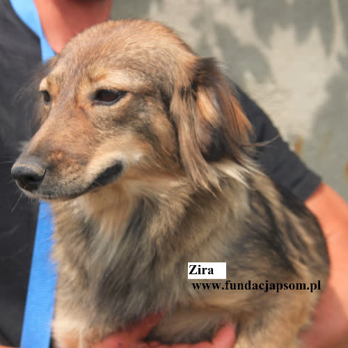 Zira