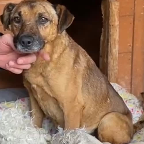 Psy ze schroniska do adopcji Kwiatek