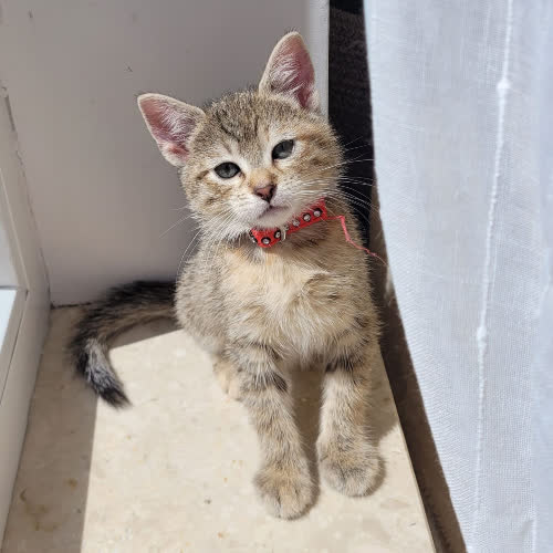 Koty ze schroniska do adopcji Essa