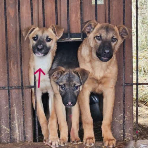 Psy ze schroniska do adopcji Toka