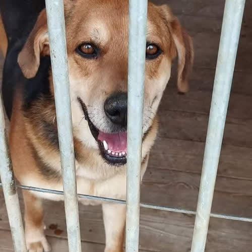 Psy ze schroniska do adopcji Fuks