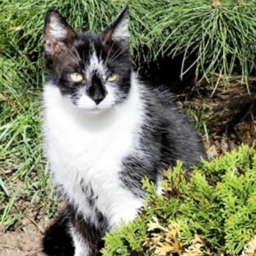 Koty ze schroniska do adopcji Amelka