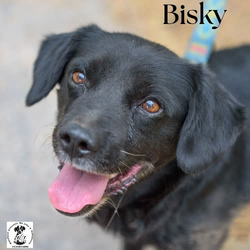 Psy ze schroniska do adopcji Wesoły i przyjazny BISKY 