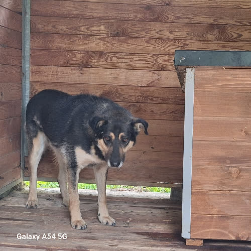 Psy ze schroniska do adopcji Parys