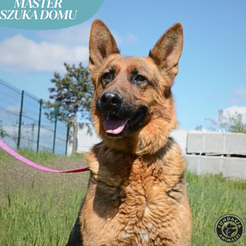Psy ze schroniska do adopcji MASTER