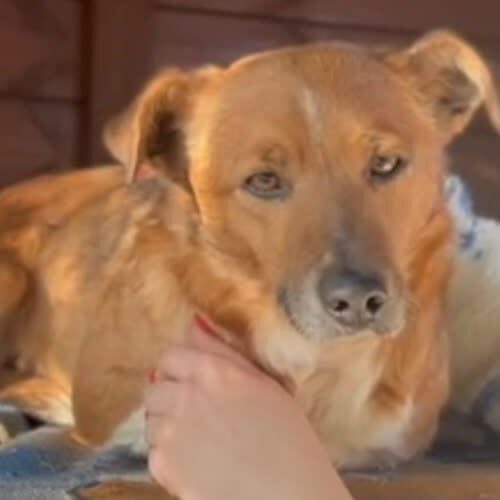 Psy ze schroniska do adopcji Coco