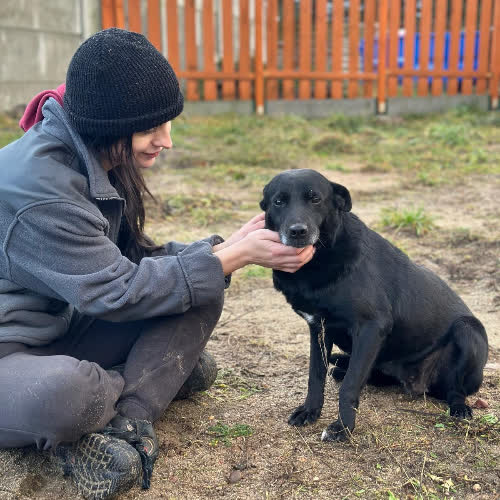 Psy ze schroniska do adopcji VIKA
