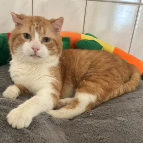 Koty ze schroniska do adopcji Dexter 