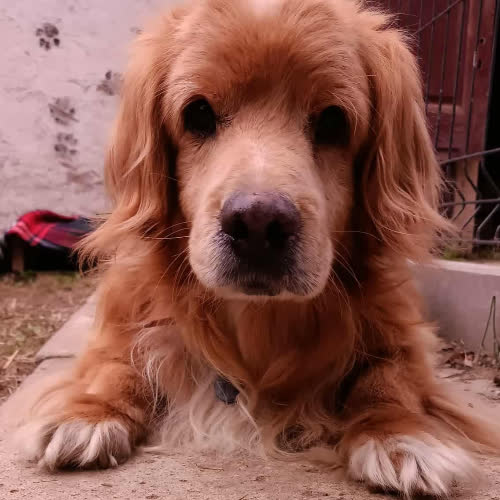 Psy ze schroniska do adopcji Pysio