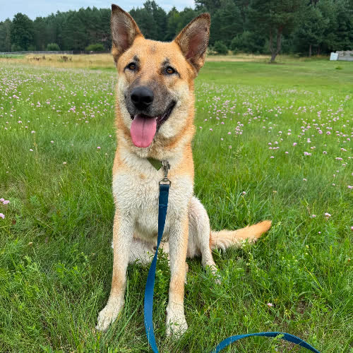 Psy ze schroniska do adopcji Texas