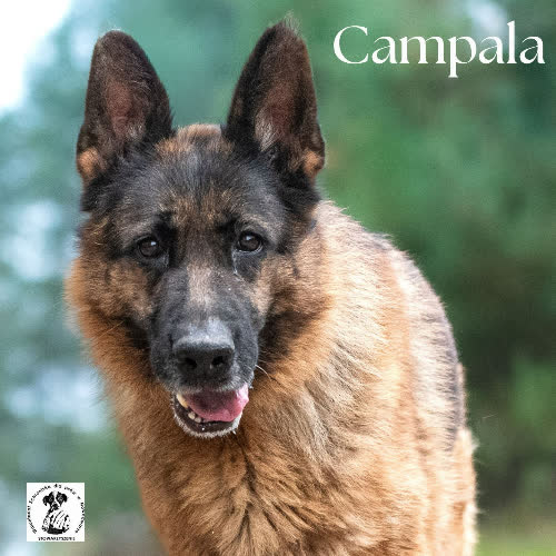 Psy ze schroniska do adopcji Campala