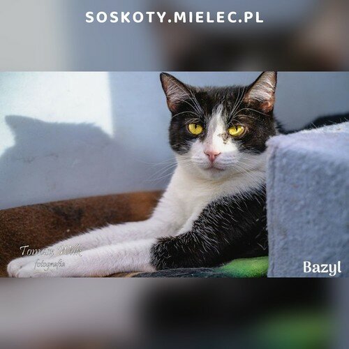 Koty ze schroniska do adopcji Bazyl