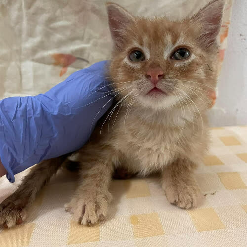 Koty ze schroniska do adopcji Sebastian