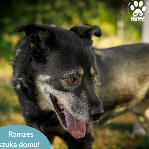 Psy ze schroniska do adopcji Ramzes
