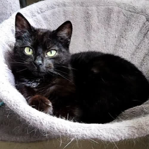 Koty ze schroniska do adopcji Diana 