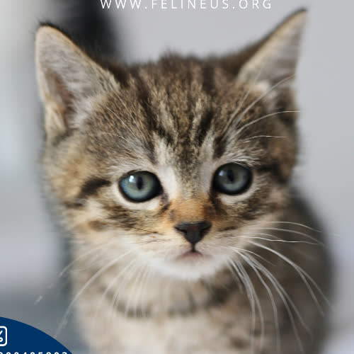 Nelka