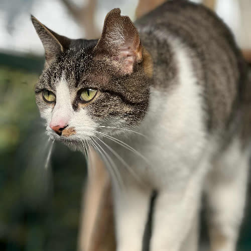 Koty ze schroniska do adopcji Mia