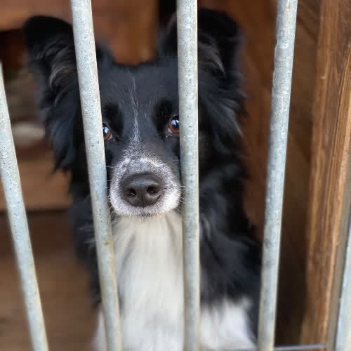 Psy ze schroniska do adopcji Aura