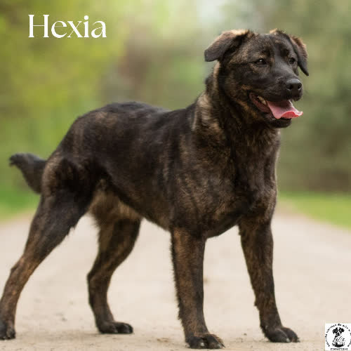 Psy ze schroniska do adopcji Aktywna HEXIA 