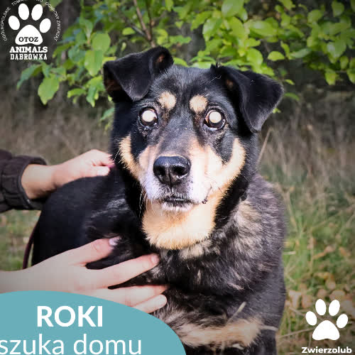 Psy ze schroniska do adopcji Roki